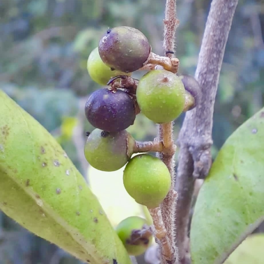 weevil on berries - Rodrigo.jpg thumbnail